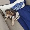 lizziebeagle